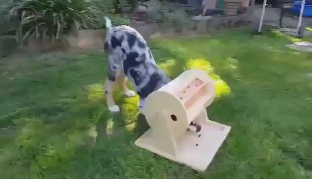 Chien qui joue avec le Dog Wheel of fortune dans le jardin