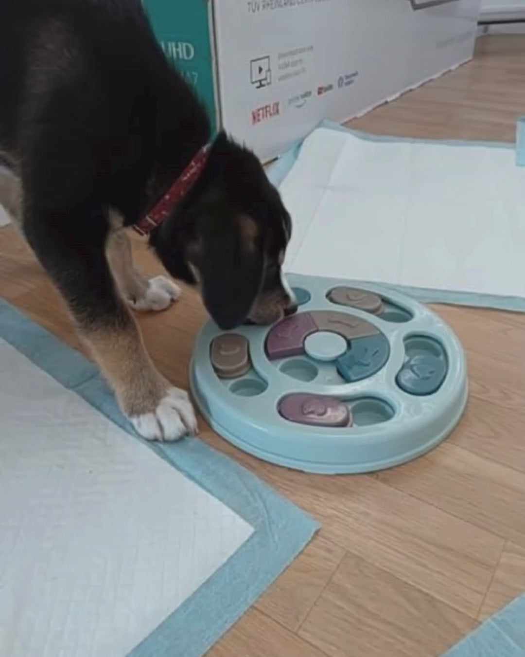 Vidéo d'utilisation du jeu d'intelligence niveau 2 Oria & Co